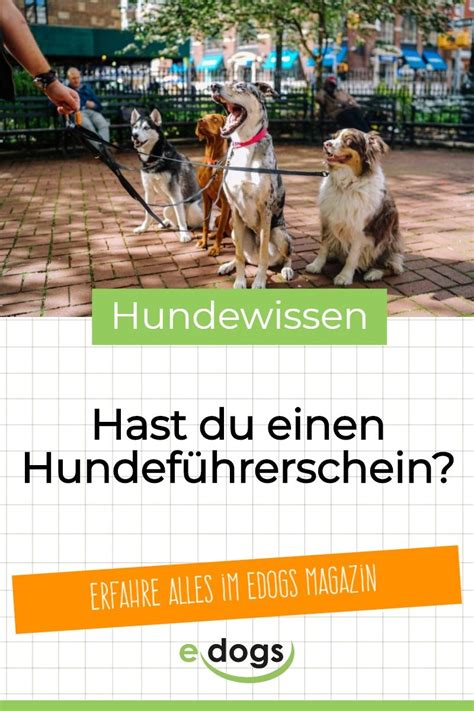 Hast du schon einen Hundeführerschein hundeliebe hunde hundeleben