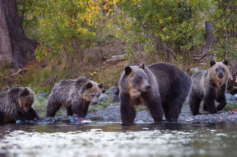 Whales And Bears At Farewell Harbour Canada Wildlife Holiday