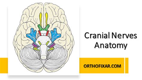 The 12 Cranial Nerves Anatomy And Function Orthofixar 2024