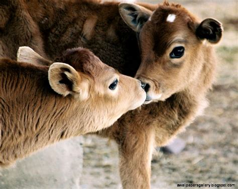 Cute Baby Calf Wallpapers Gallery