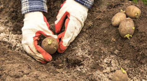 Potato Development Phases How Quick Do Potato Crops Develop Dial A