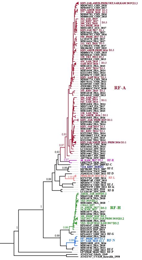 The Mcc Phylogenetic Tree Constructed Based On Partial Dpol Sequences