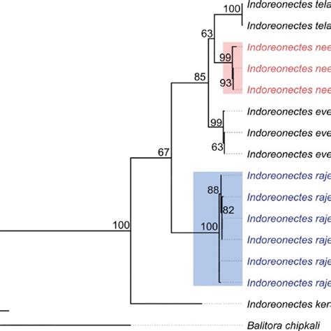 Maximum Likelihood Phylogram Based On Coxi And Cytb Gene Sequences