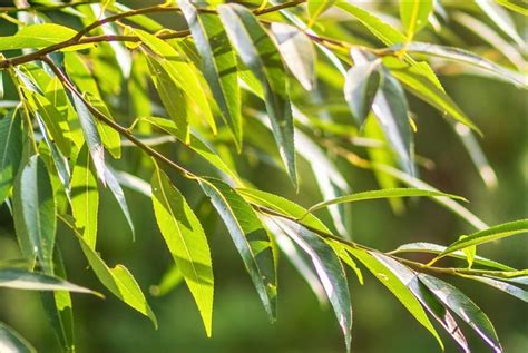 Hoja Lanceolada Concepto Y Ejemplos De Plantas Con Ella