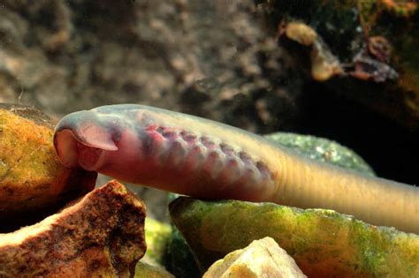 lamprey stock  pictures royalty  images istock