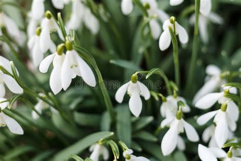 Snowdrops in the garden stock photo. Image of plant - 139938858