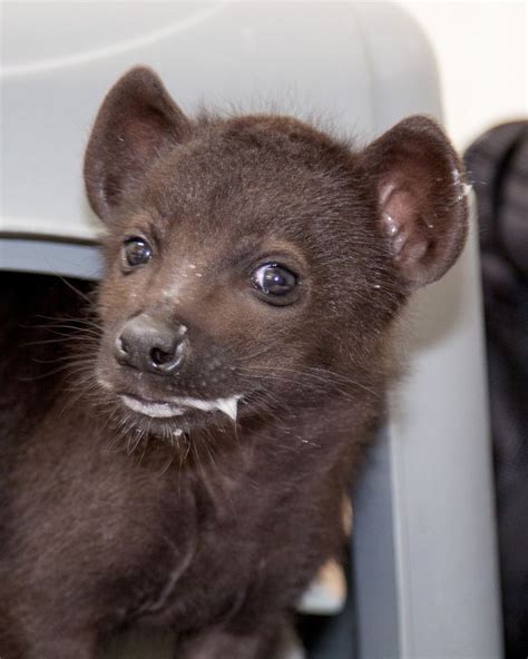 Spotted Hyena Cubs Fly to Denver - ZooBorns