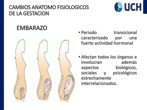 CAMBIOS FISIOLOGICOS DURANTE EL EMBARAZO Pdf