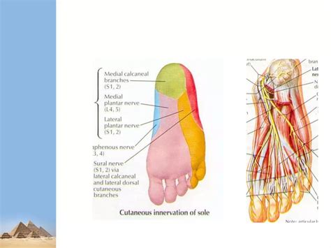 Lower Limb Nerve Injuries Ppt