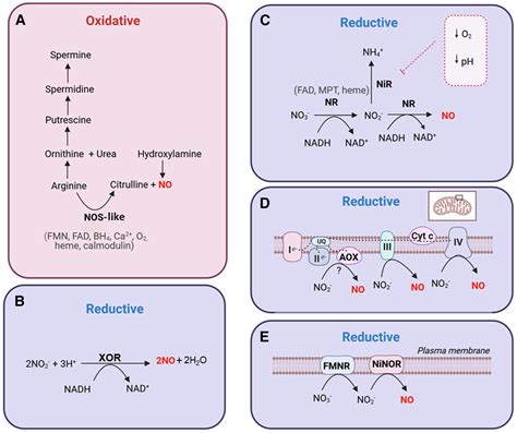 Nitric Oxide Regulation Of Plant Metabolism Molecular Plant