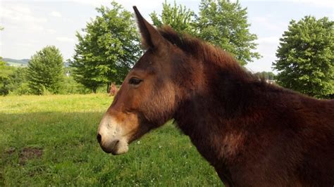 HINNEY STALLION (Tennessee Walker/Arabian X Donkey) Cross | Horses ...