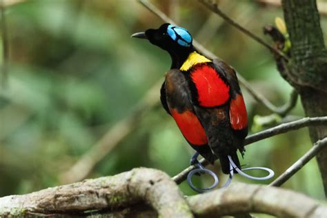 Best Of West Papua Tour Report Birdquest