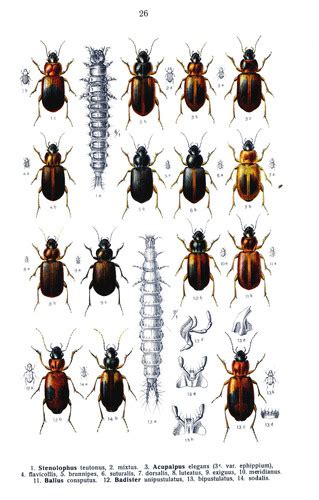 Acupalpus Luteatus NaturaLista Mexico