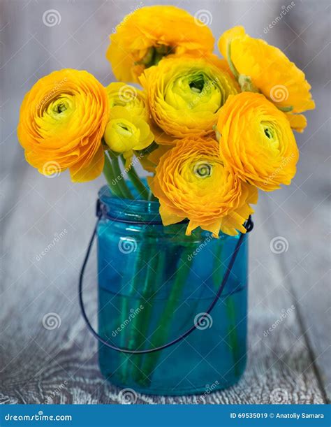 Yellow Ranunculus In Vase Stock Image Image Of Blossom 69535019