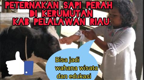 Kawasan Peternakan Sapi Perah Potensi Wisata Dan Edukasi Di Riau