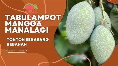 TABULAMPOT MANGGA MANALAGI SANGAT GENJAH YouTube