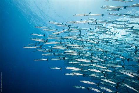 "Diving With School Of Barracuda" by Stocksy Contributor "Song Heming ...