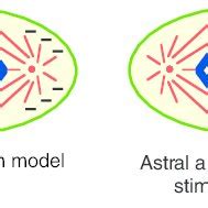 Schematic Representation Of The Two Opposing Models Proposed To Explain