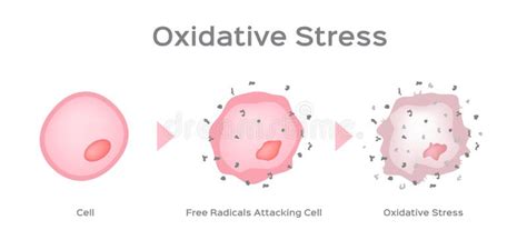 Oxidative Stress Cell Vector Free Radical Stock Vector Illustration