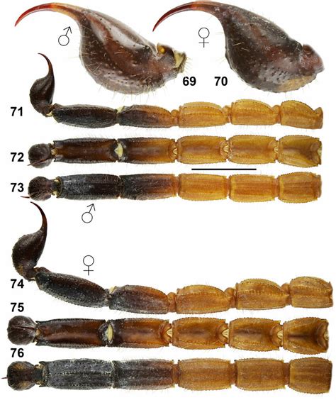 Hottentotta Sistanensis Sp N Figures 69 71 73 Holotype Male Telson Download Scientific