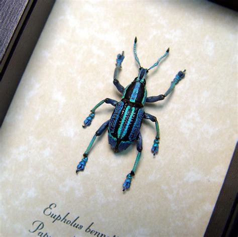 Eupholus Bennetti Blue Weevil Real Framed Beetle