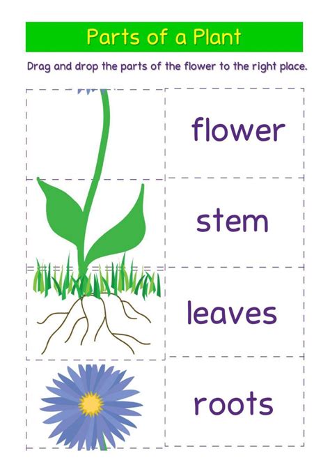 Parts Of A Plant Worksheets