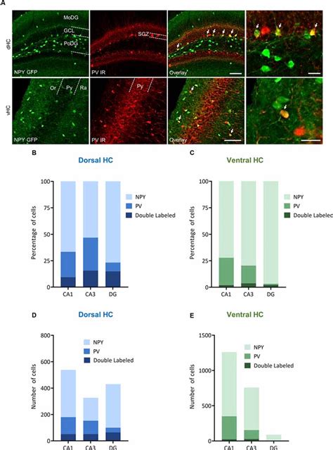 Frontiers Npy Released From Gaba Neurons Of The Dentate Gyrus