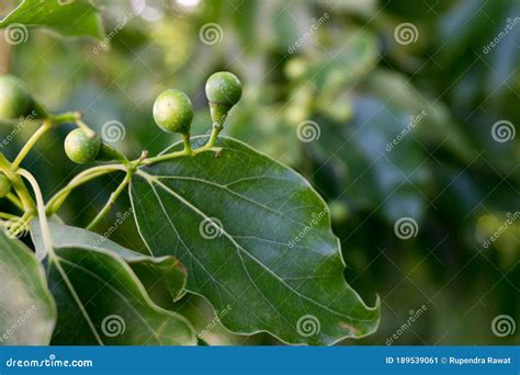 A Close Up Shot Of Camphor Laurel Seeds And Leaves Cinnamomum Camphora