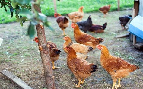 Tips To Introducing New Chickens Your Flock