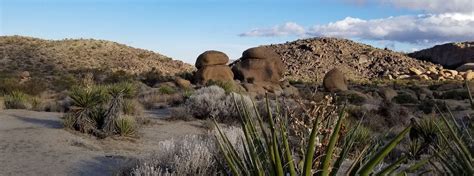 Joshua Tree Hiking Trails