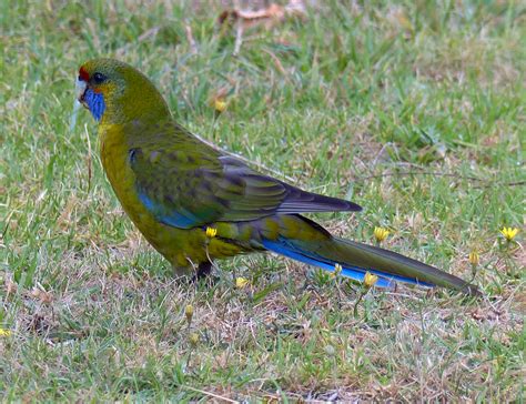 Green Rosella From Whitemark Tasmania Australia On March At