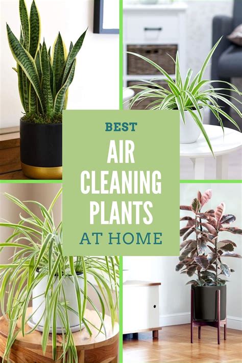 Best Air Cleaning House Plants Air Cleaning House Plants House