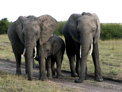 Africa | Jessica Geftic