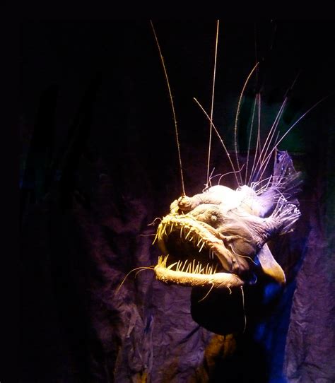 Meet the anglerfish: the most famous 'deep sea monster' Ocean ...