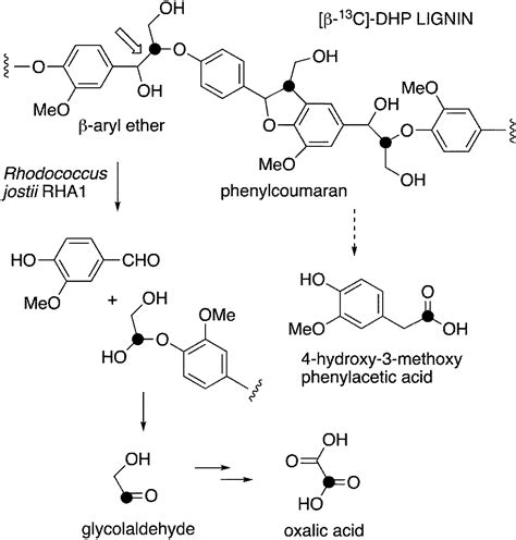 Elucidation Of Microbial Lignin Degradation Pathways Using Synthetic