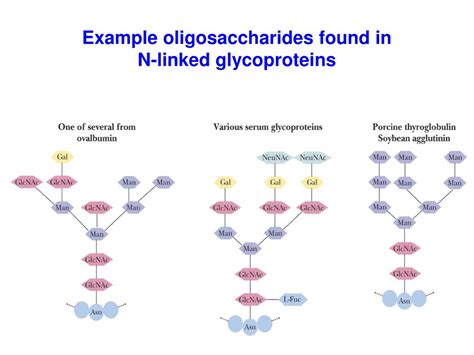 Ppt Glycoproteins Powerpoint Presentation Free Download Id 4593057