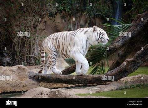 Tigre De Bengala Fondo Blanco Fotografías E Imágenes De Alta Resolución