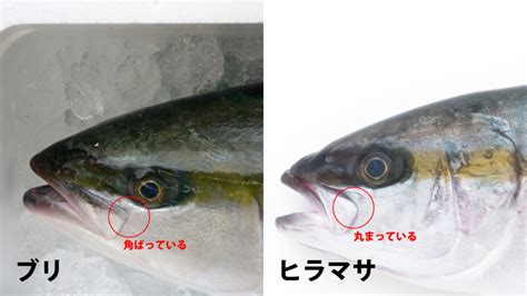 ブリとヒラマサの見分け方！魚のプロが詳しく解説