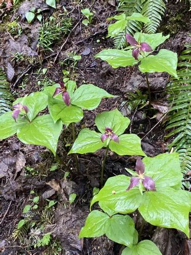 Best Fishing Trails In Ford Pinchot National Forest Alltrails