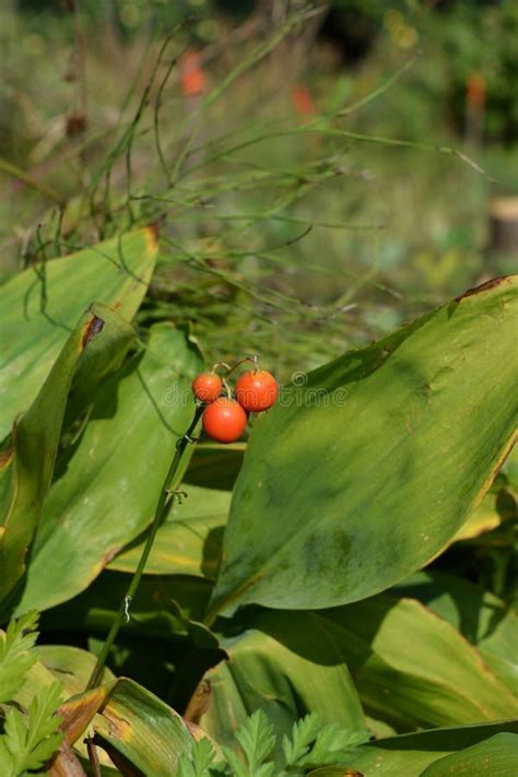 Bayas Rojas De Los Majalis Del Convallaria En Agosto Del Lirio De Los