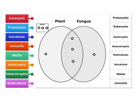 Plant Vs Fungus Venn Diagram Labelled Diagram