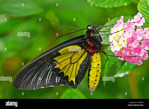 Troides Rhadamantus Feeding Stock Photo Alamy