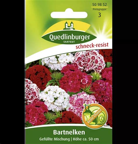 Gef Llte Bartnelke Samen Dianthus Barbatus Gef Llt A Garten Ammer