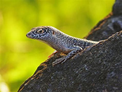 Noronha Skink Trachylepis Atlantica Small Lizard Species From