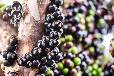 Jabuticaba O Jaboticaba Es El Fruto De La Jaboticabeira O Jabuticabeira