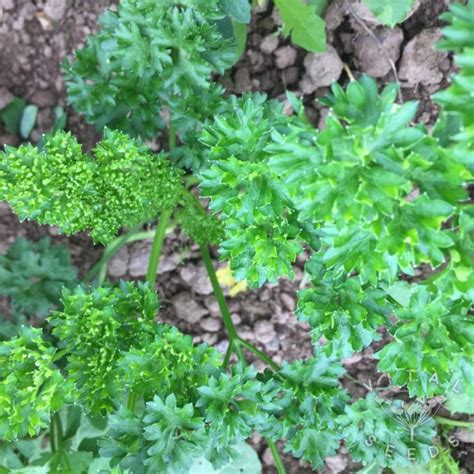 Parsley Curly Moss Curled Organic Vital Seeds