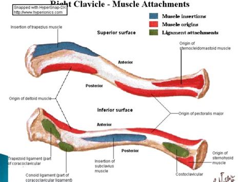 anatomy..clavicle