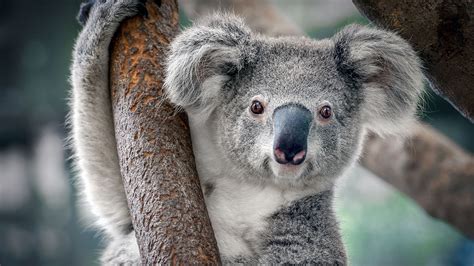 Australia Declara A Los Koalas Como Especie En Peligro De Extinci N