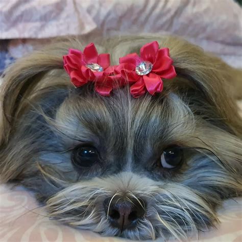 Shih Tzu Behavior Problems And How To Fix Them