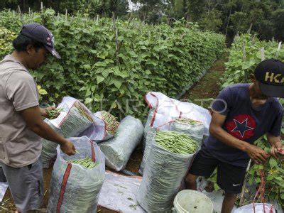 Nilai Tukar Petani Naik Antara Foto